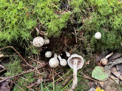 Psathyrella maculata