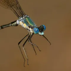 Amber-winged Spreadwing thumbnail 2