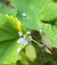Blaesodiplosis canadensis thumbnail 2