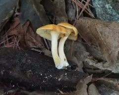 Gymnopilus hybridus thumbnail 4