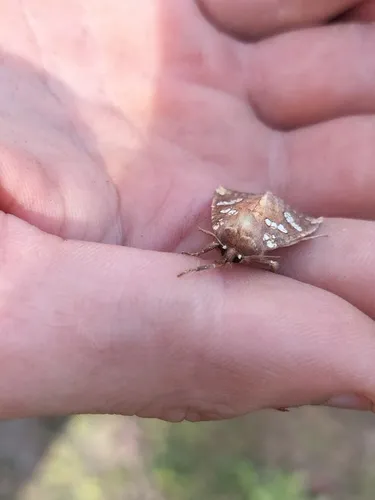 Wild Yam Borer Moth