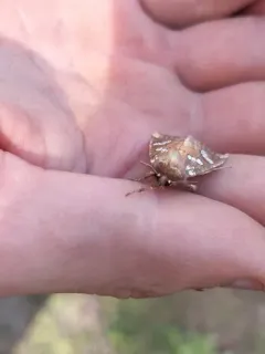 Wild Yam Borer Moth thumbnail 1