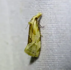 Aethes angustana thumbnail 3