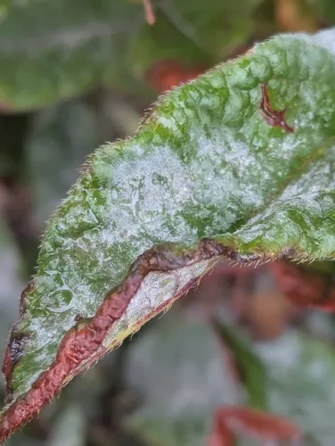 Erysiphe azaleae