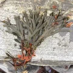 bladder wrack thumbnail 3