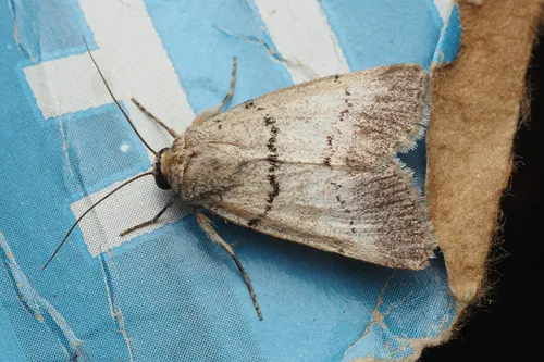 Sympistis sokar