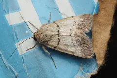 Sympistis sokar thumbnail 1