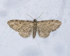 Eupithecia lachrymosa thumbnail 3