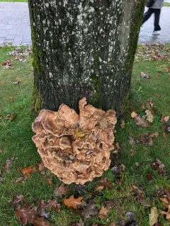 Giant Polypore thumbnail 2