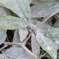Peony Powdery Mildew thumbnail 2