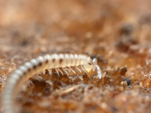 Ochre Snake Millipede