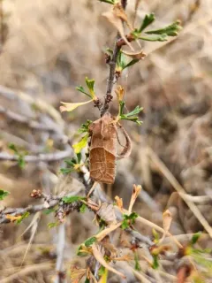 Eupsilia fringata thumbnail 3