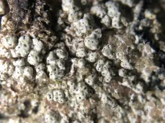 Pertusaria subobducens thumbnail 3
