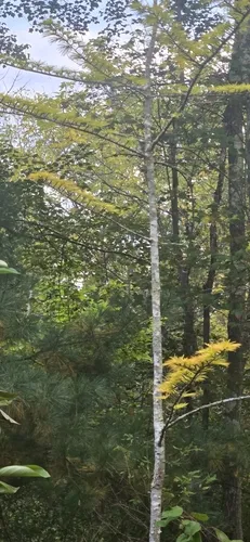 Chinese golden larch
