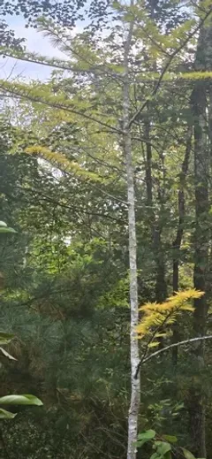 Chinese golden larch thumbnail 1