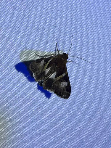 Fasciolated Graphic