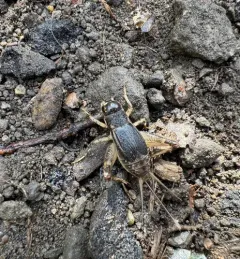 Japanese Burrowing Cricket thumbnail 4