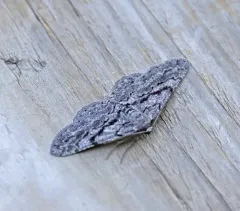 Glena nigricaria thumbnail 2