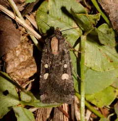 Abagrotis mirabilis thumbnail 2
