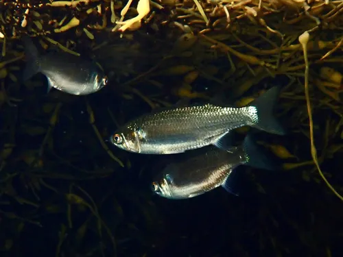 White Mullet