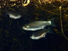 White Mullet thumbnail 1