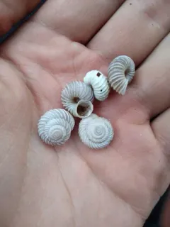 Costate Mountainsnail thumbnail 4