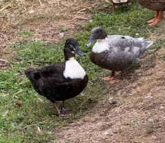 Muscovy Duck thumbnail 1