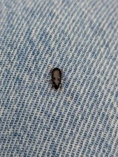 Dusky Sun Beetle thumbnail 3