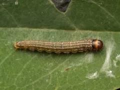 Dusky-backed Filatima Moth thumbnail 4