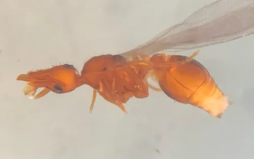Lucky’s Mustache Ant