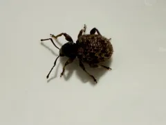 Privet Weevil thumbnail 1