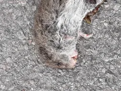 Montane Vole thumbnail 2
