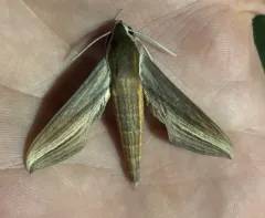 Tersa Sphinx