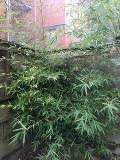 fishpole bamboo thumbnail 1