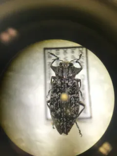 Chrysobothris trinervia thumbnail 3