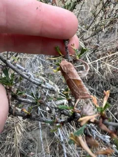Eupsilia fringata thumbnail 2