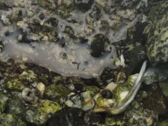 Oudemansia georgia thumbnail 2