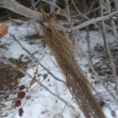 Tree-hair Lichen thumbnail 4