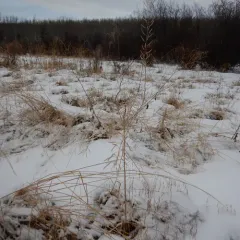 Northern Tansymustard thumbnail 3
