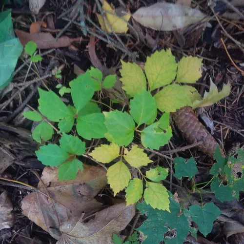 Japanese creeper