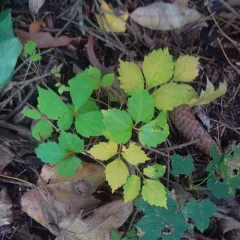 Japanese creeper thumbnail 1