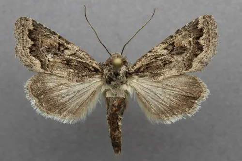 Orbiculate Quaker