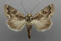 Orbiculate Quaker thumbnail 1