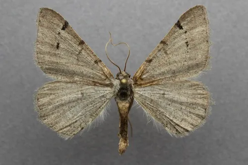 Californian Granite Moth