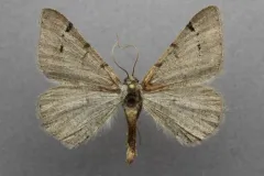 Californian Granite Moth thumbnail 1