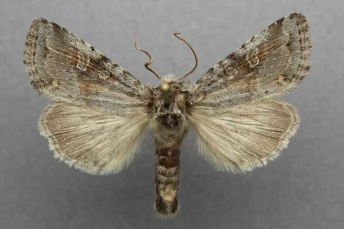 Lacinipolia lustralis