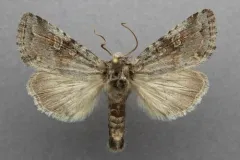 Lacinipolia lustralis thumbnail 1