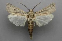 Melitara subumbrella thumbnail 2