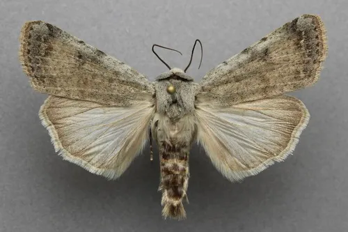 Exuberant Dart