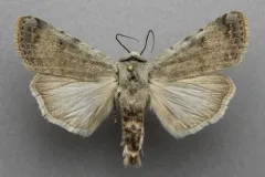 Exuberant Dart thumbnail 1